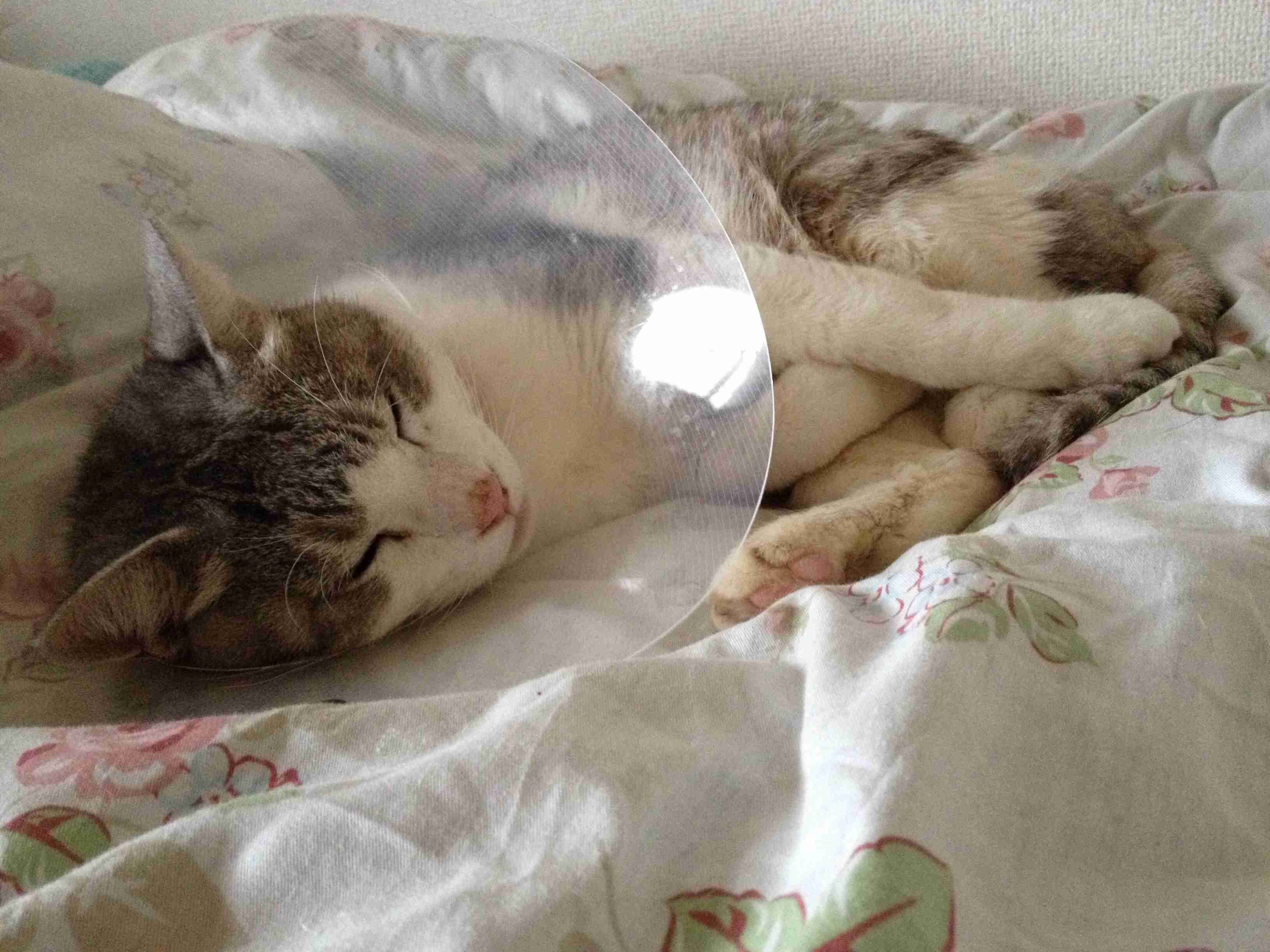 【画像】眠っている動物たち