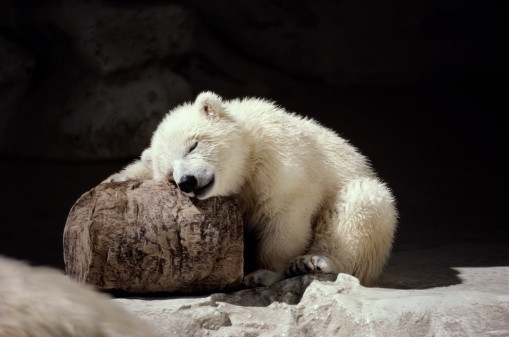 【画像】眠っている動物たち