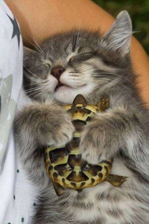 【画像】眠っている動物たち