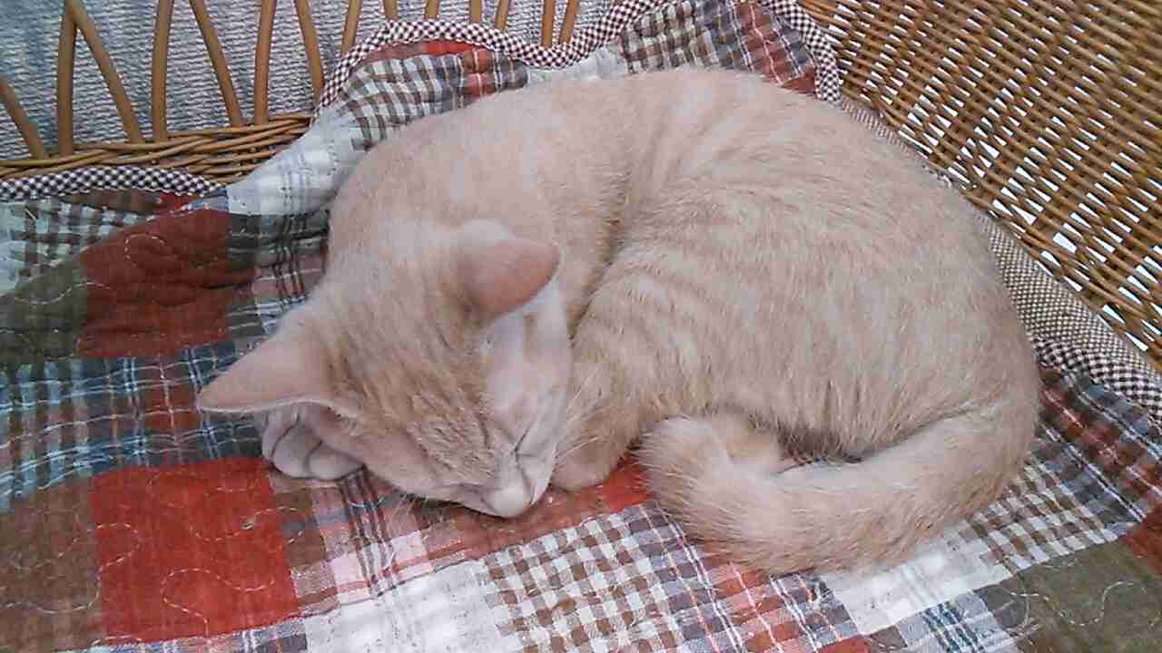 【画像】眠っている動物たち