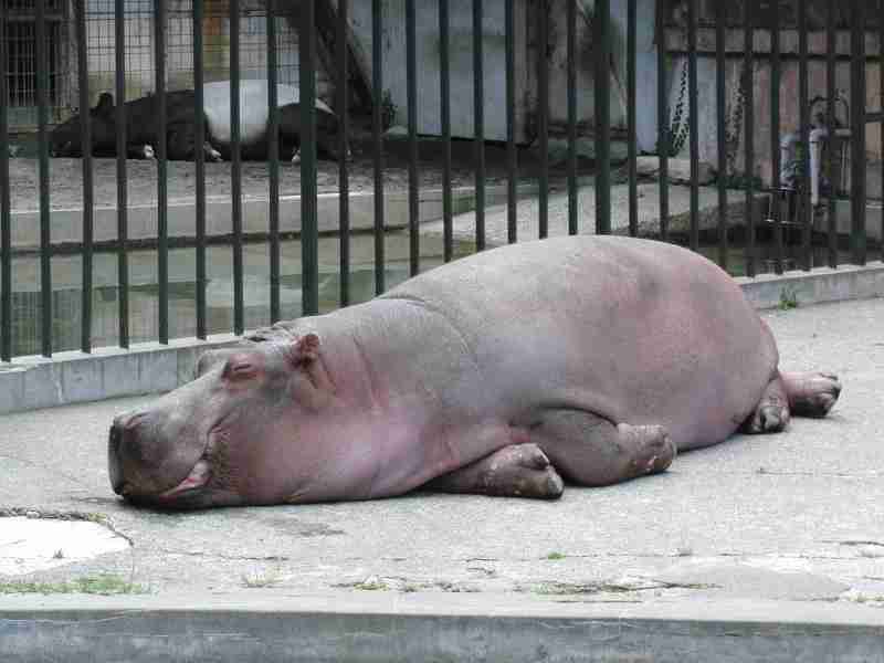 【画像】眠っている動物たち