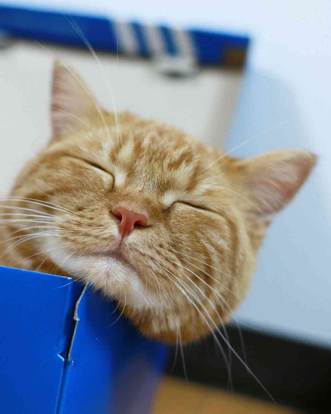 【画像】眠っている動物たち