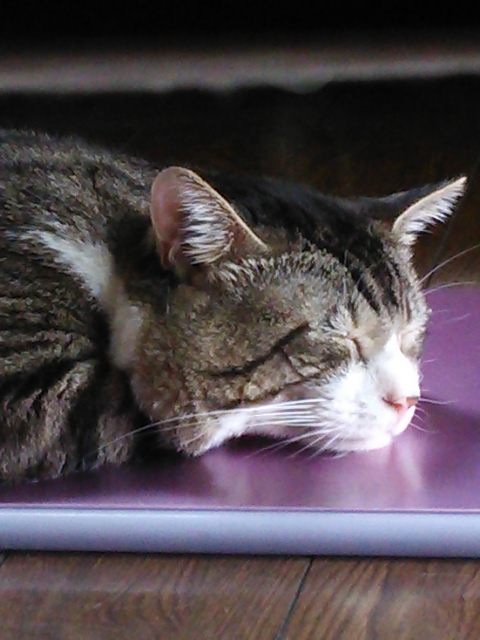 【画像】眠っている動物たち