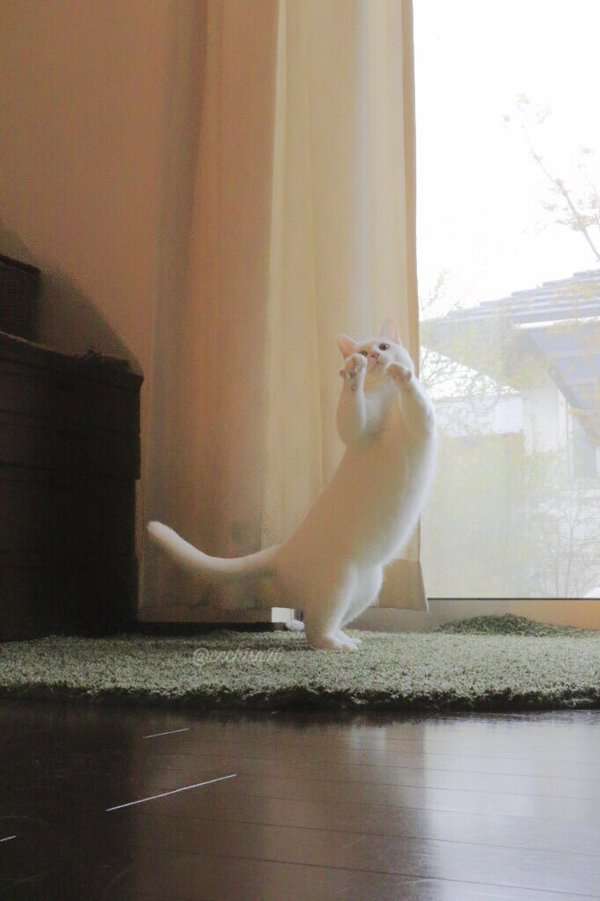 【画像】眠っている動物たち