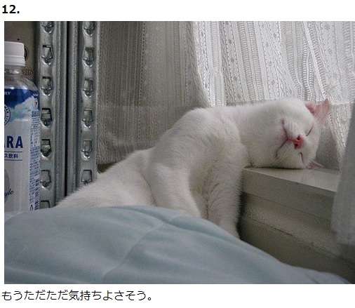【画像】眠っている動物たち