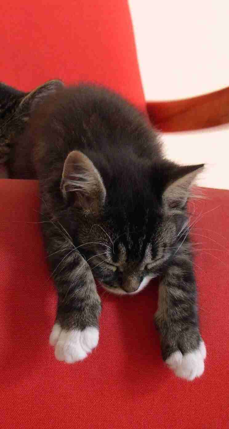 【画像】眠っている動物たち