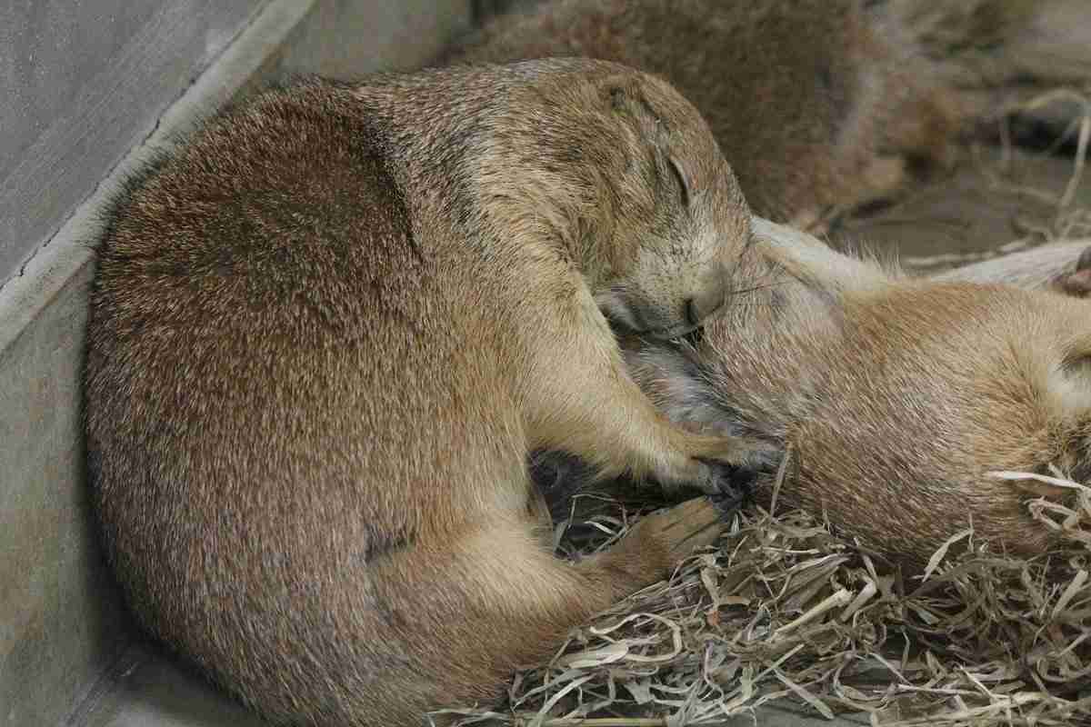 【画像】眠っている動物たち