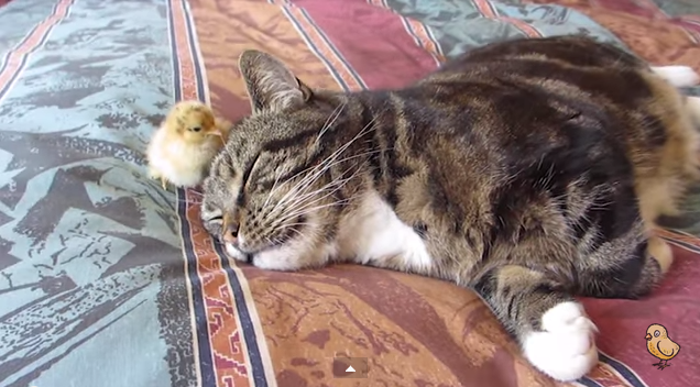 【画像】眠っている動物たち