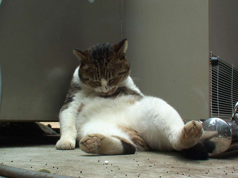【画像】眠っている動物たち