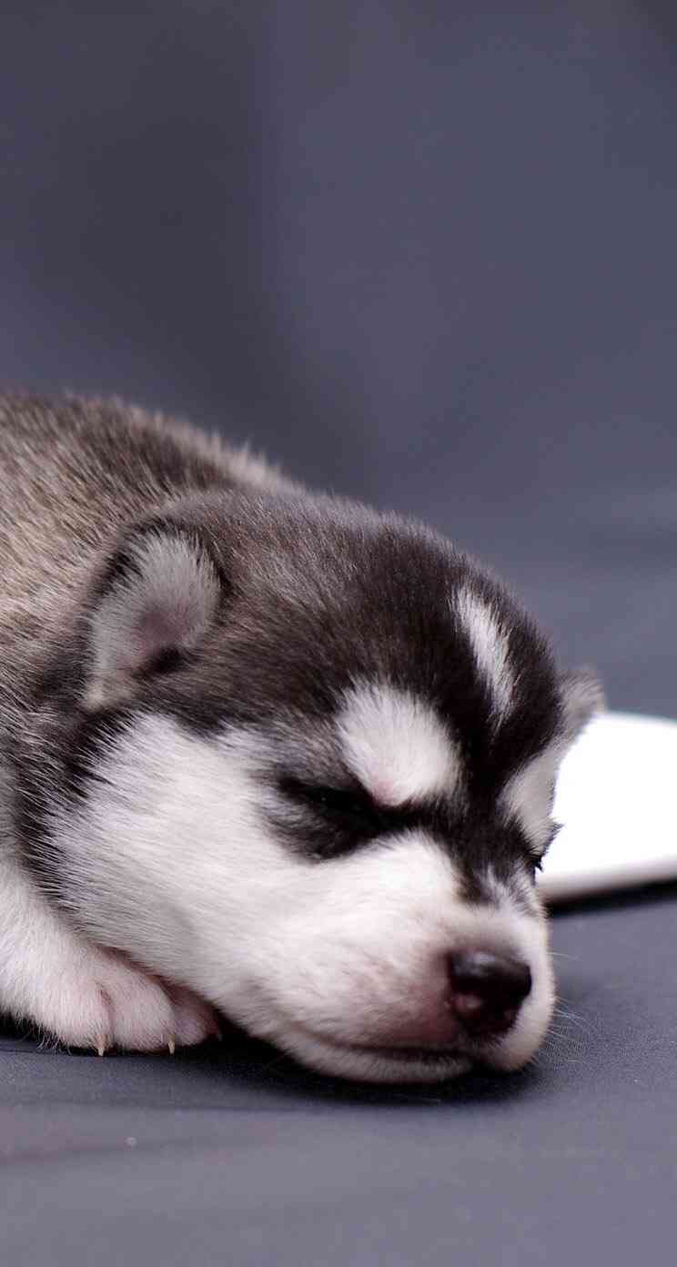 【画像】眠っている動物たち