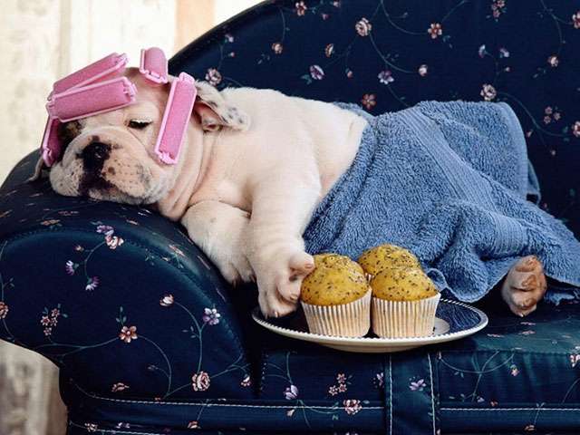 【画像】眠っている動物たち