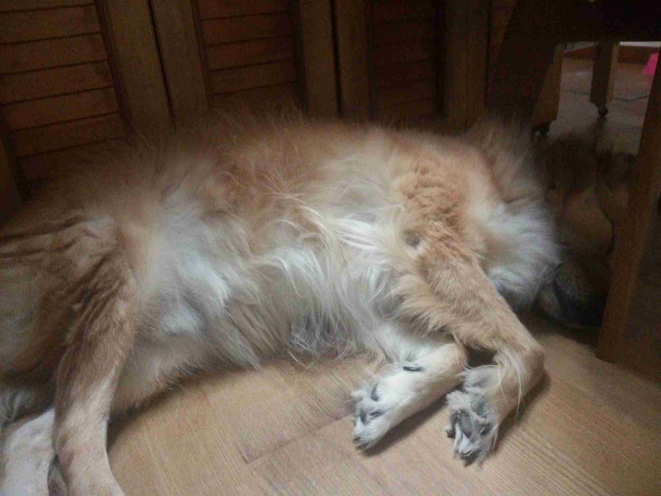 【画像】眠っている動物たち