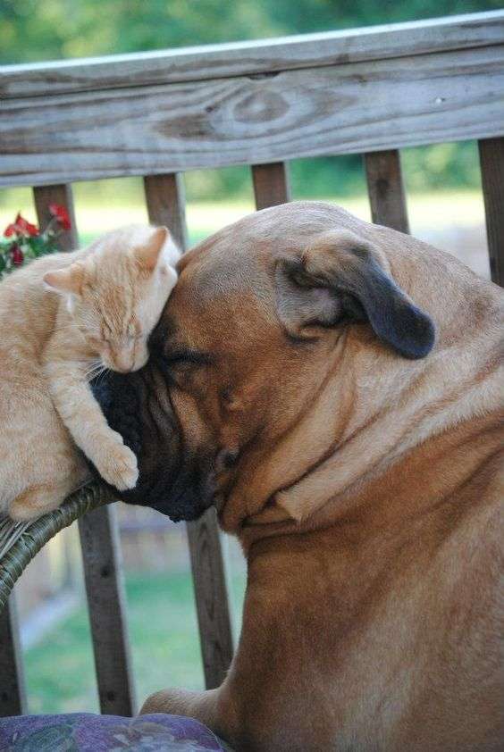 【画像】眠っている動物たち
