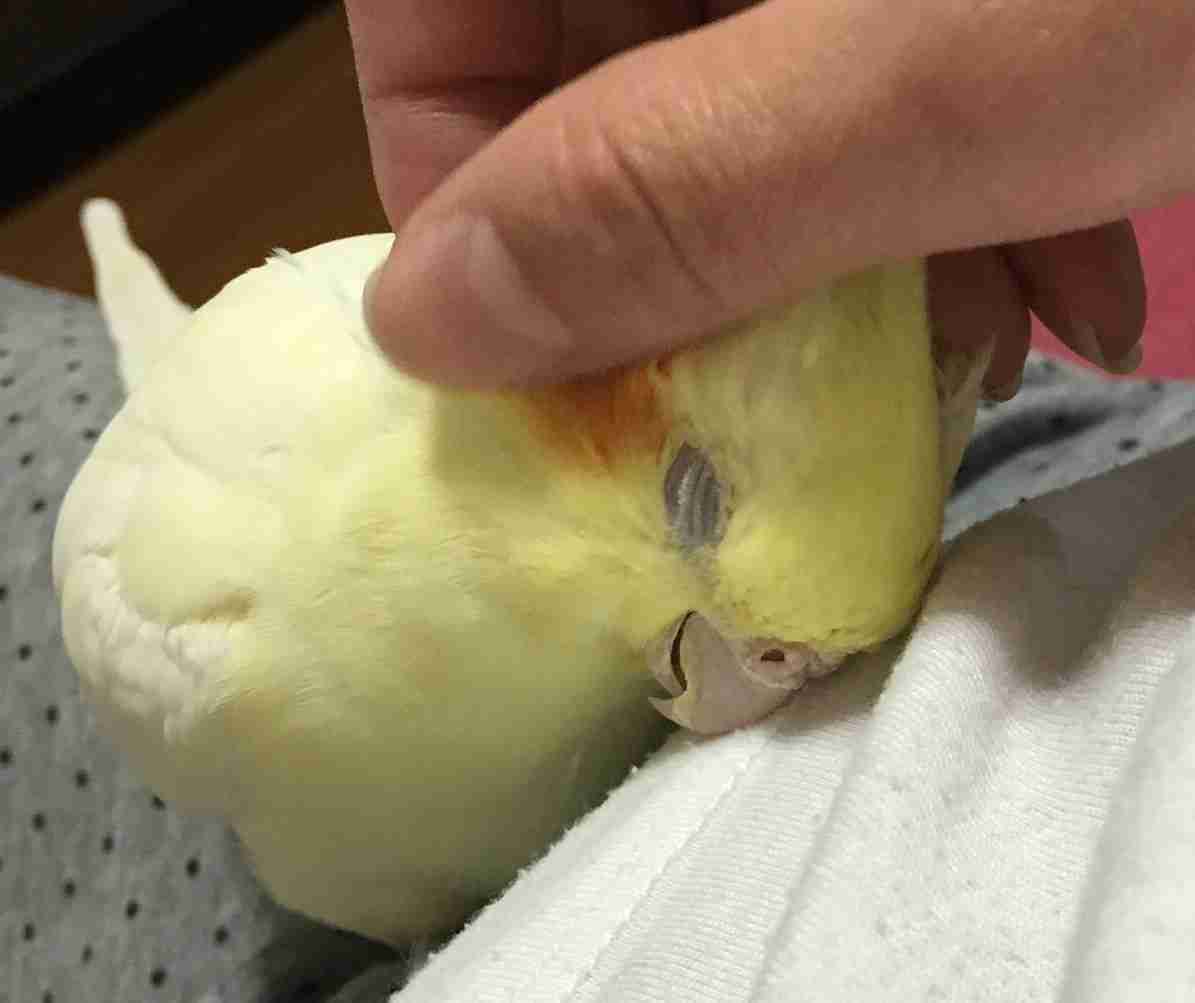 【画像】眠っている動物たち