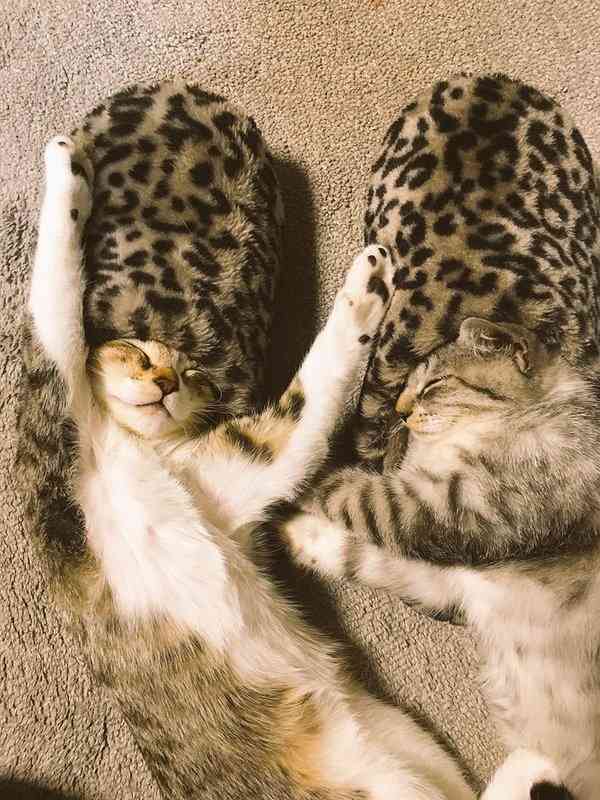 【画像】眠っている動物たち
