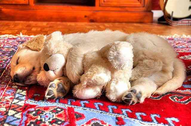 【画像】眠っている動物たち