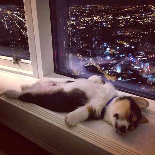 【画像】眠っている動物たち