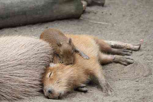 【画像】眠っている動物たち