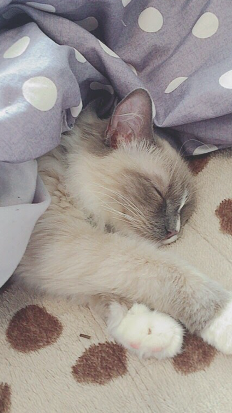 【画像】眠っている動物たち