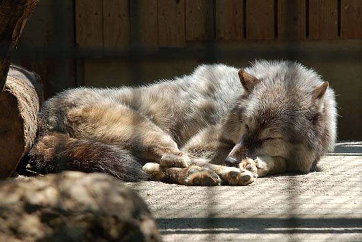【画像】眠っている動物たち