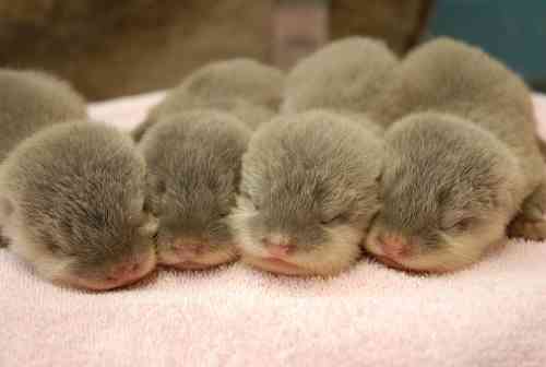 【画像】眠っている動物たち