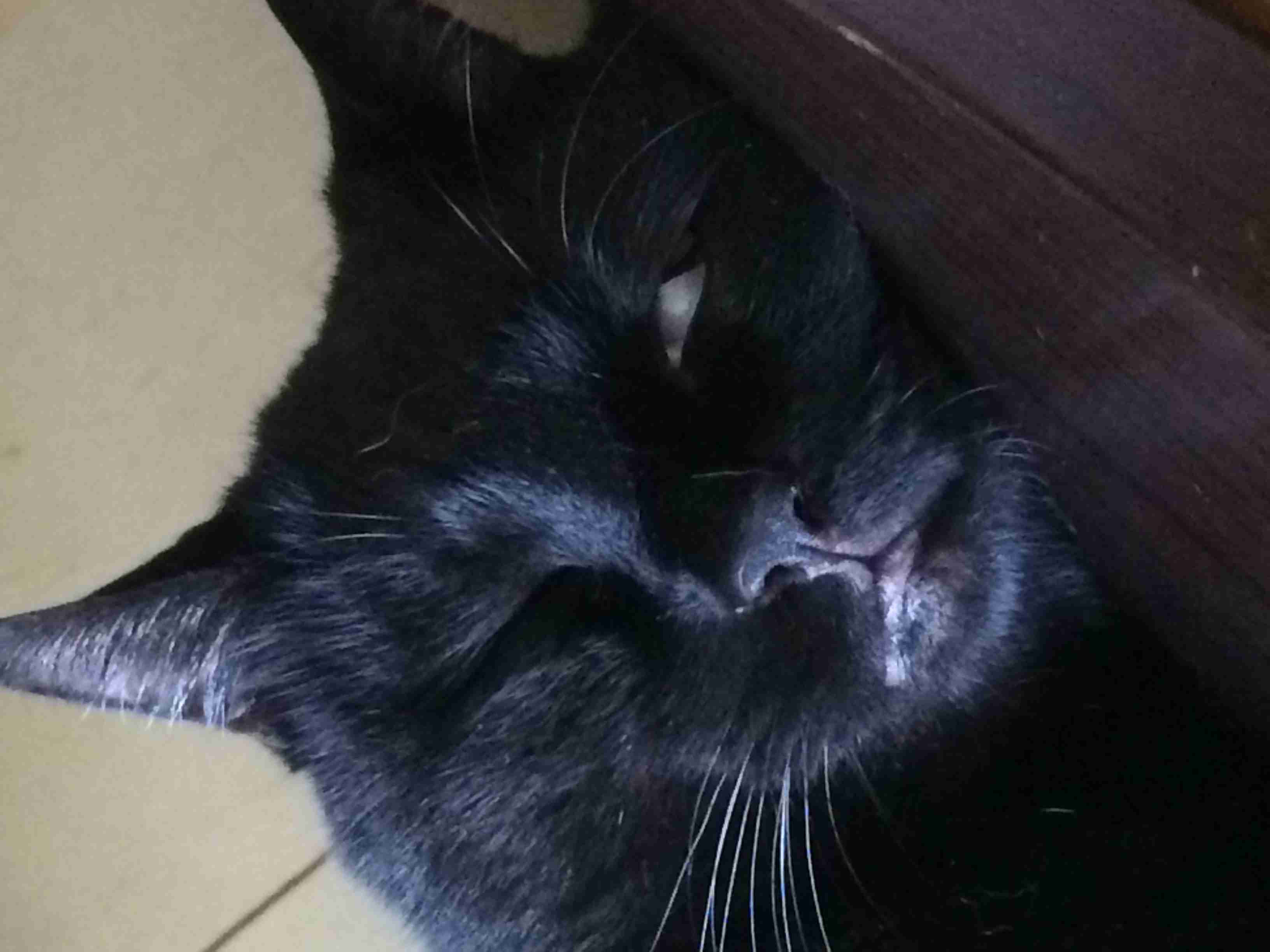 【画像】眠っている動物たち