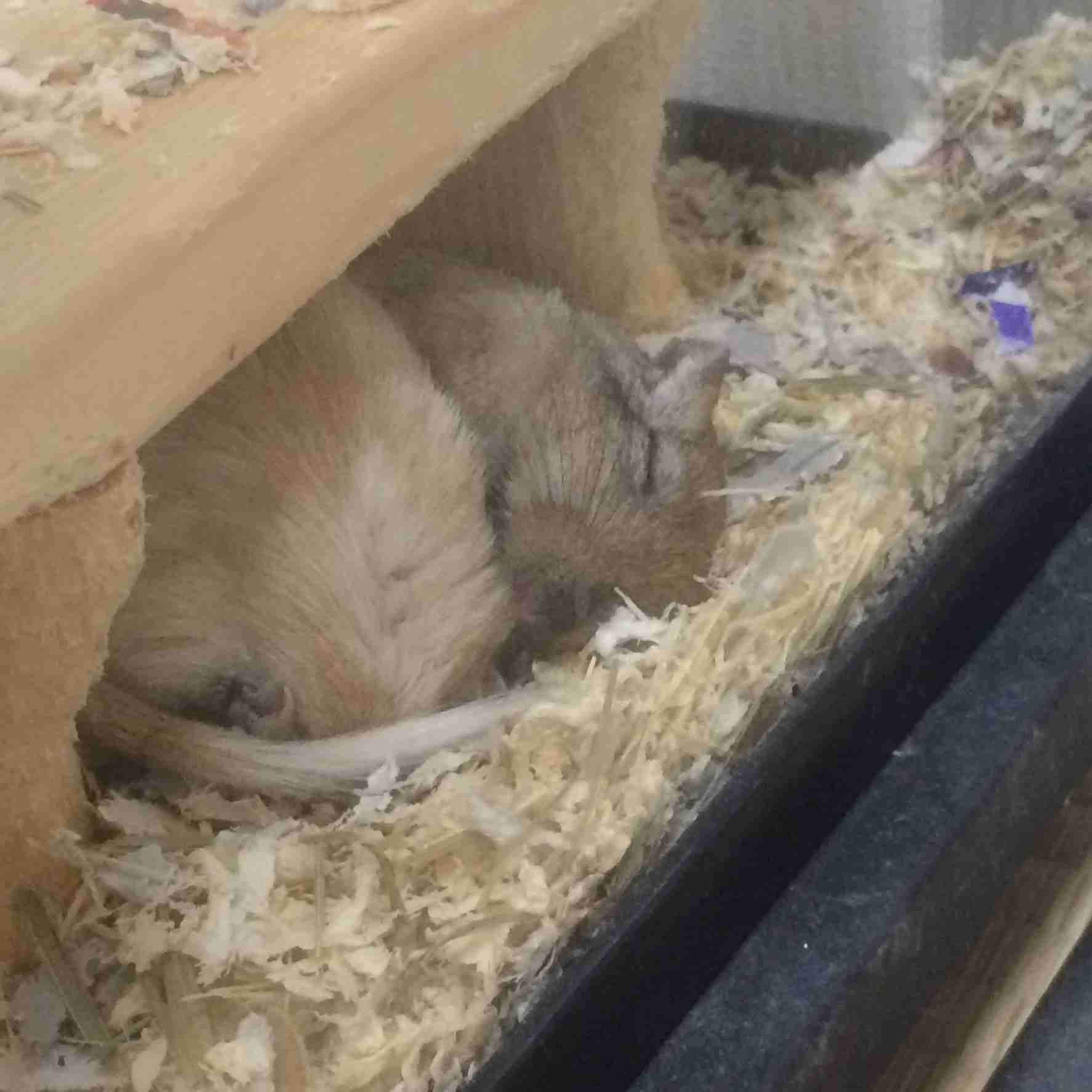 【画像】眠っている動物たち