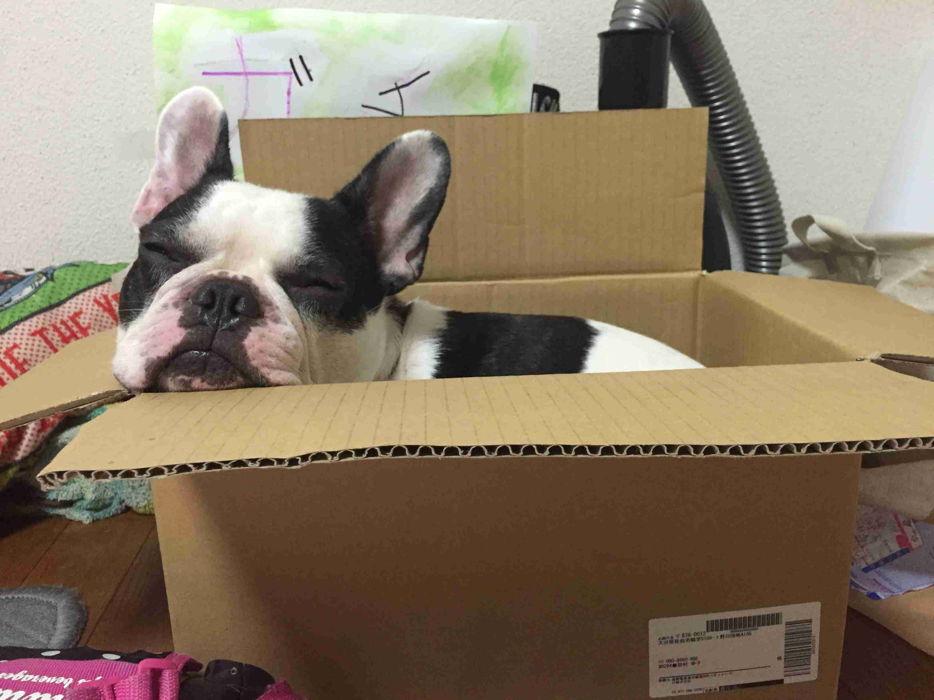 【画像】眠っている動物たち