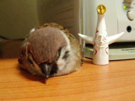 【画像】眠っている動物たち