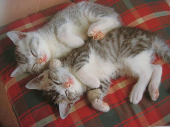 【画像】眠っている動物たち