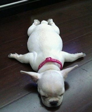 【画像】眠っている動物たち