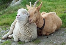 【画像】眠っている動物たち