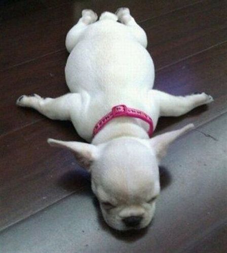 【画像】眠っている動物たち