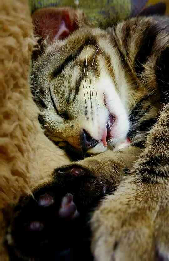 【画像】眠っている動物たち
