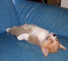 【画像】眠っている動物たち