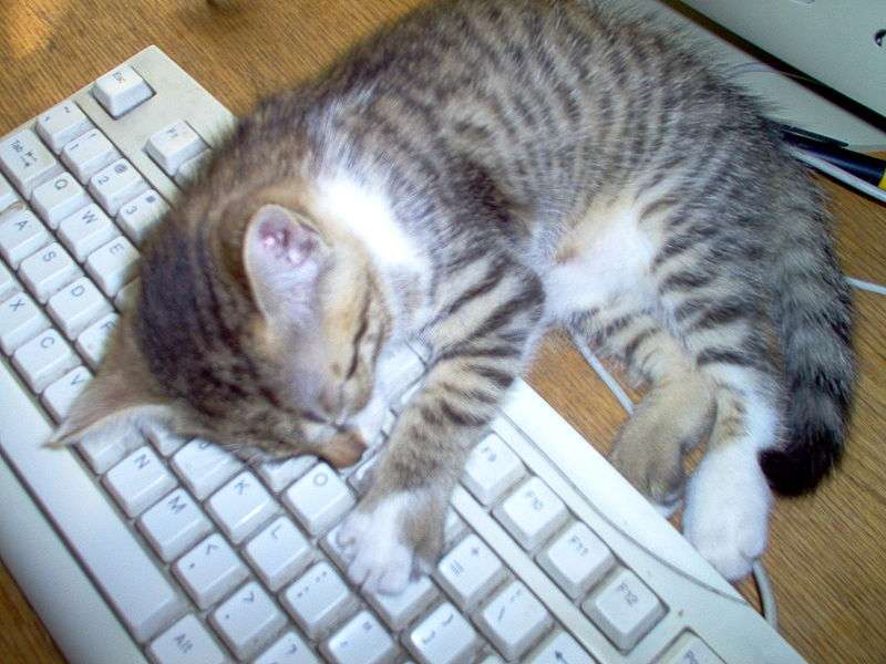 【画像】眠っている動物たち