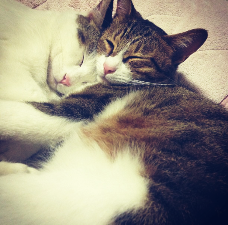【画像】眠っている動物たち