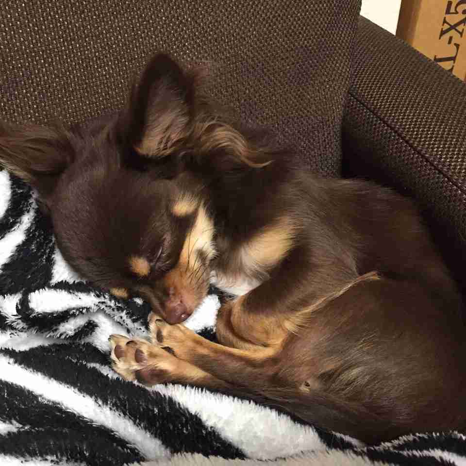 【画像】眠っている動物たち