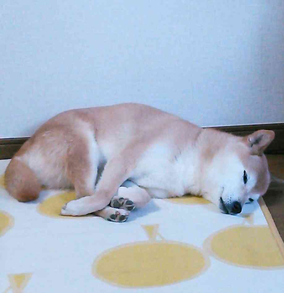 【画像】眠っている動物たち
