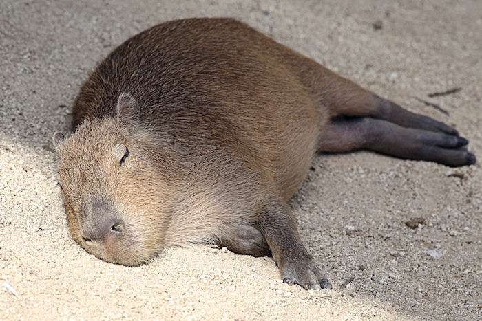 【画像】眠っている動物たち
