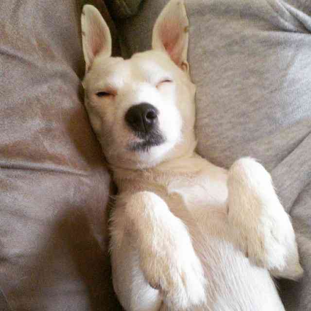 【画像】眠っている動物たち