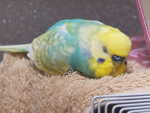 【画像】眠っている動物たち