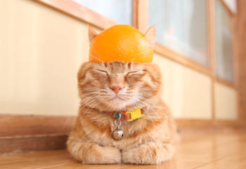 【画像】眠っている動物たち
