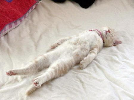 【画像】眠っている動物たち