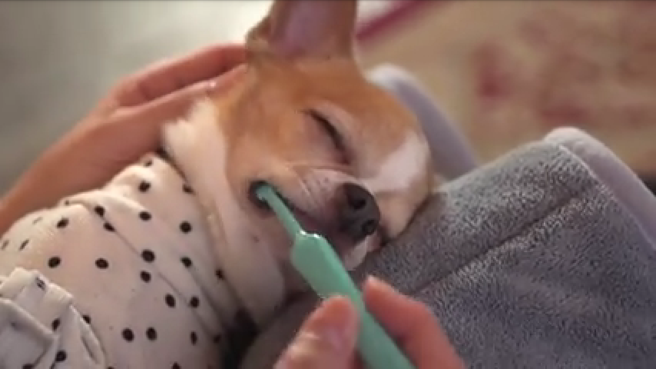 【画像】眠っている動物たち
