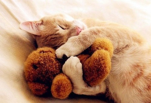 【画像】眠っている動物たち