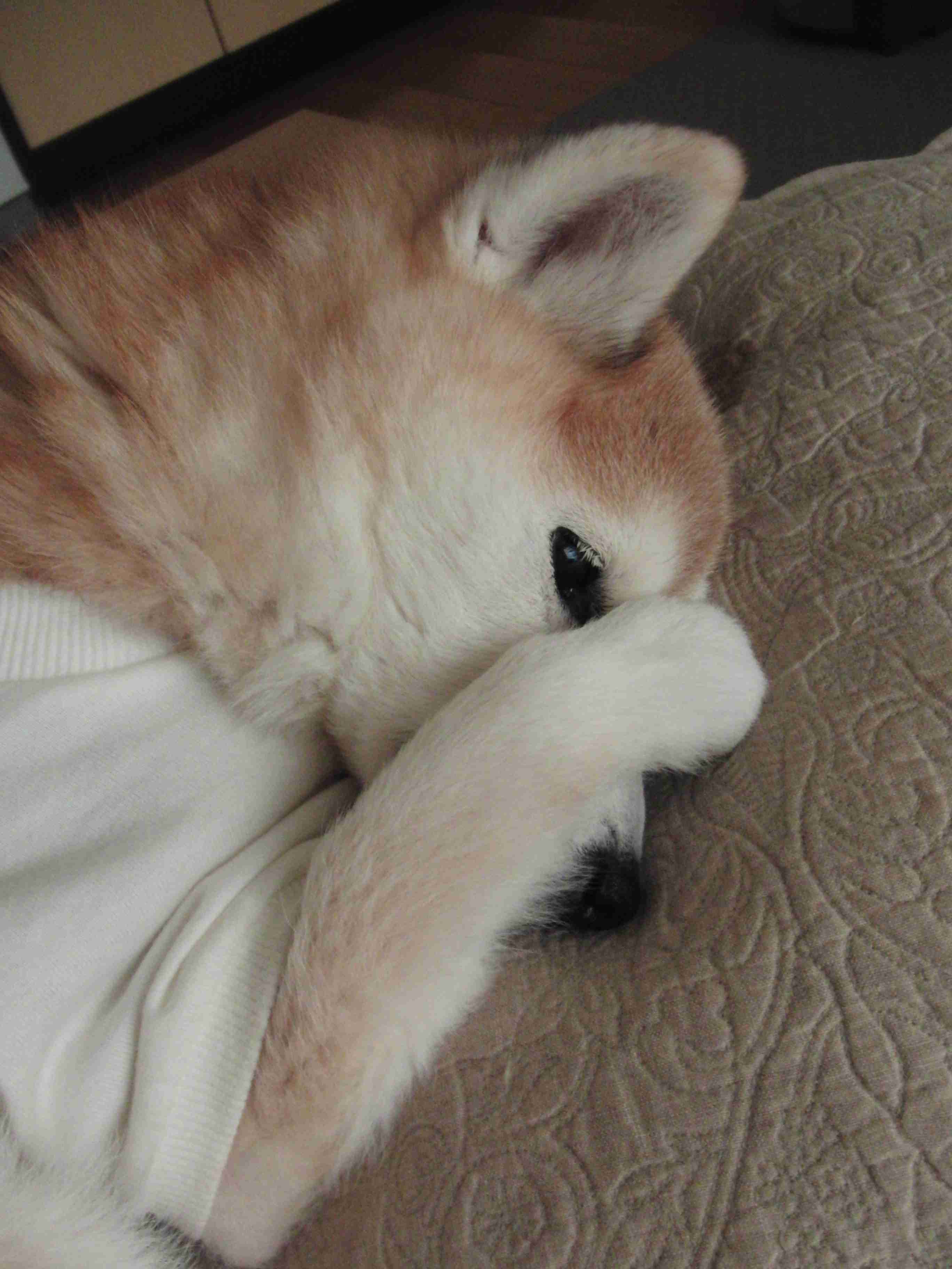 【画像】眠っている動物たち