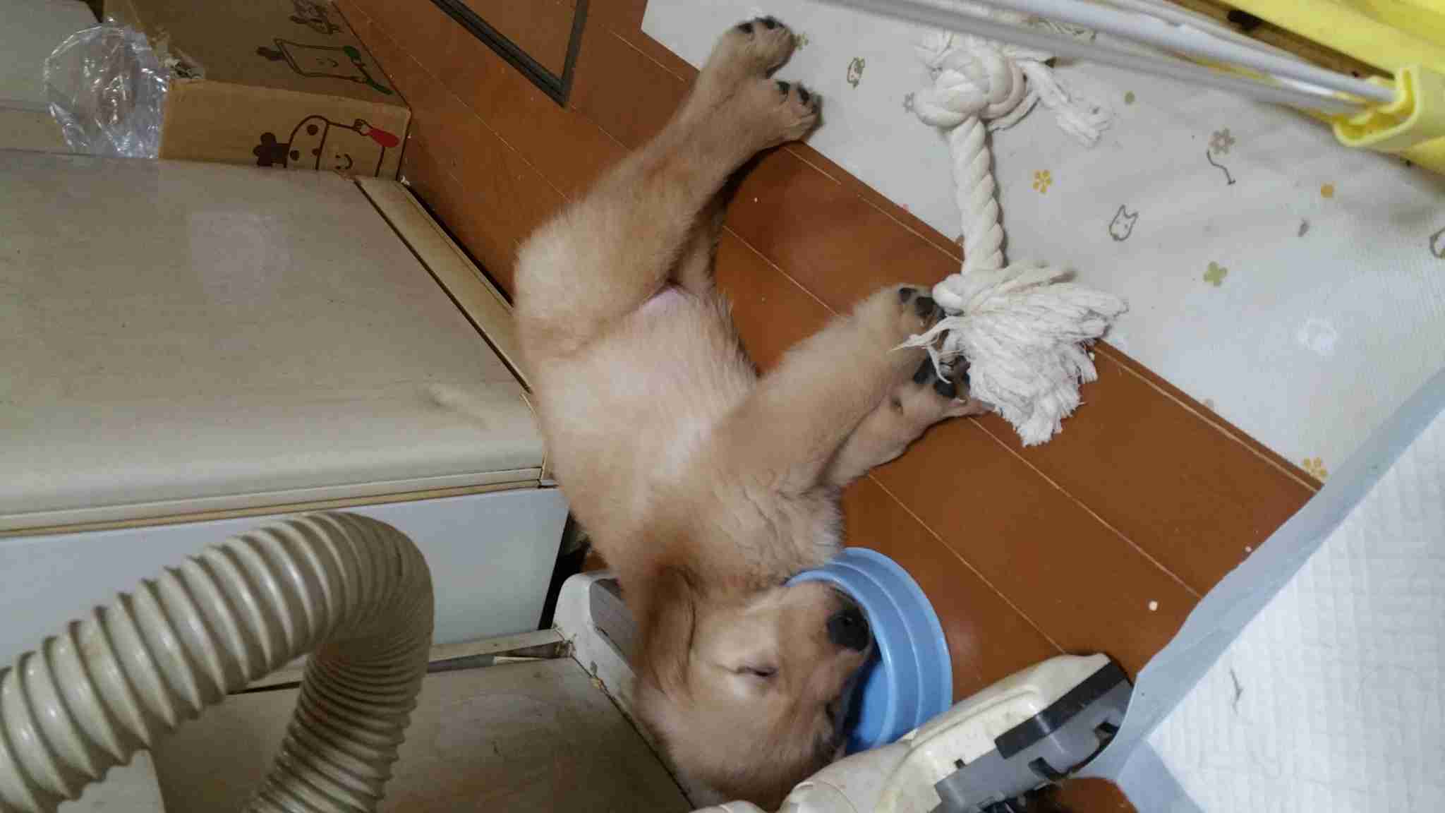 ペット中心の生活を送っている方！