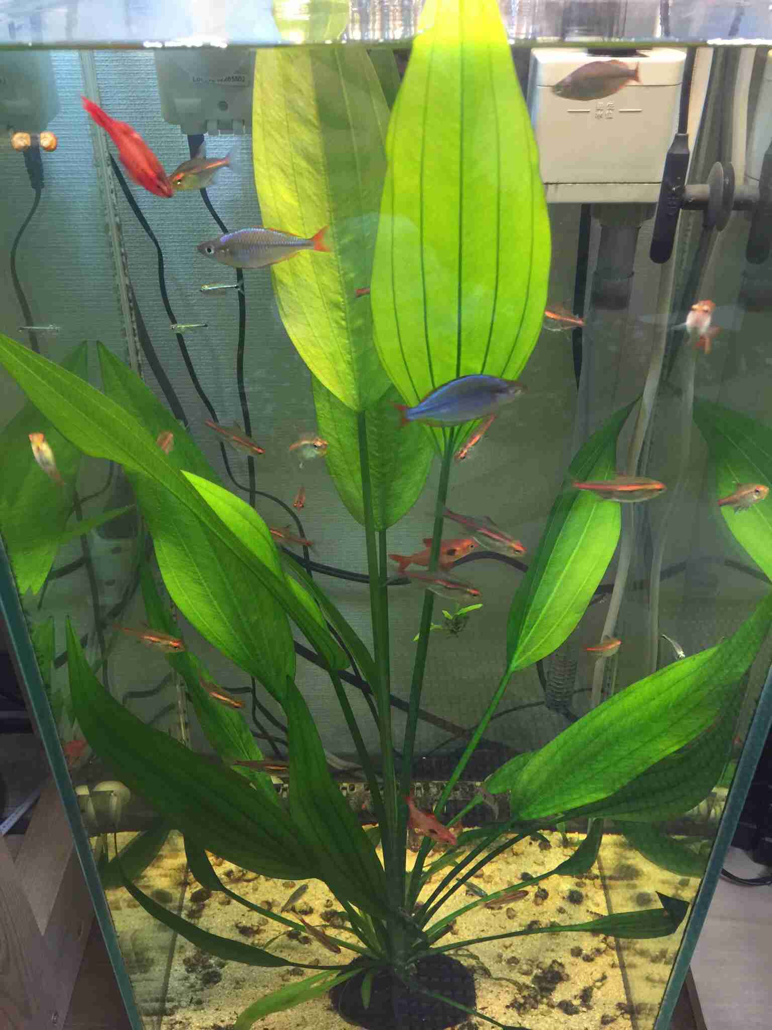 観葉植物置いてる人ー！！