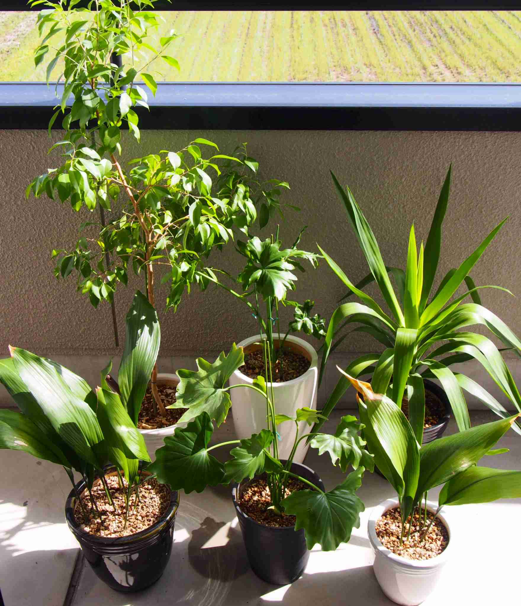 観葉植物置いてる人ー！！